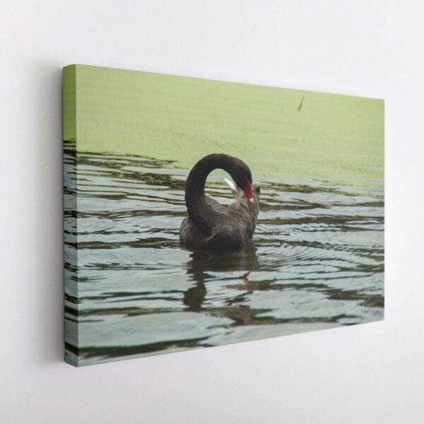 Black Swan - Lake Lorne-Canvas Wrap