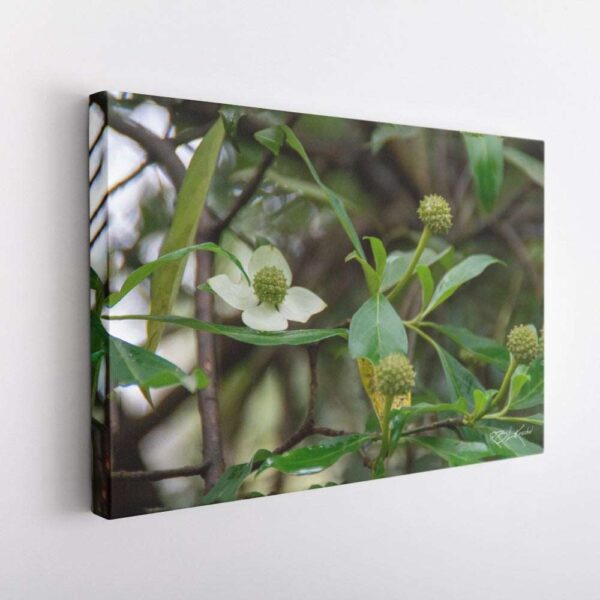 Mountain Lodge - Seed Pods-Canvas Wrap
