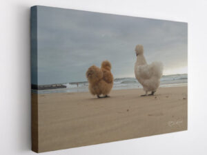 Chicks on the beach (1)-Canvas Wrap
