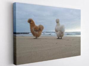 Chicks on the beach (2)-Canvas Wrap