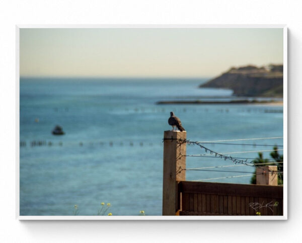 Clifton Springs Lookout. Framed Print