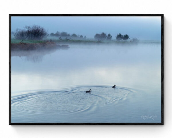 Ducks in the mist. - Framed Print