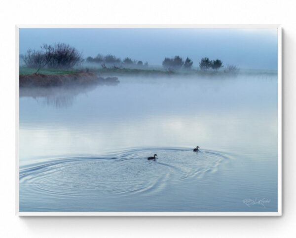 Ducks in the mist. - Framed Print