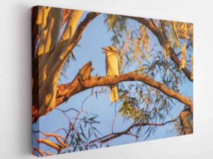 Kookaburra Sits-Canvas Wrap