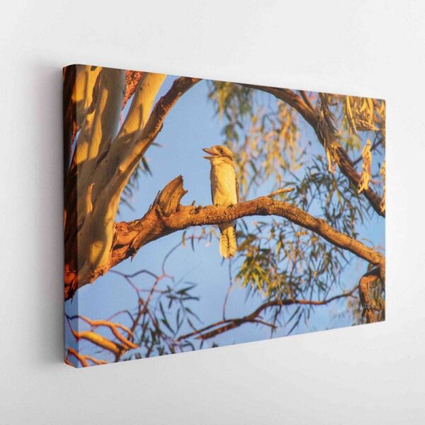 Kookaburra Sits-Canvas Wrap