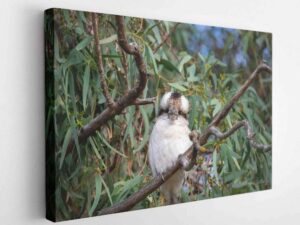Kookaburra-Canvas Wrap