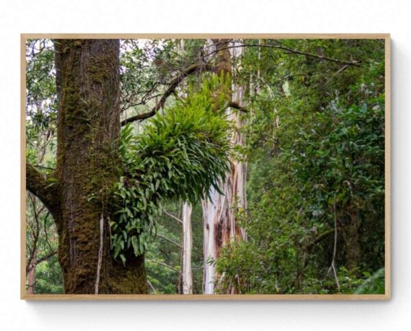 Lake Elizabeth Tree-Framed Print