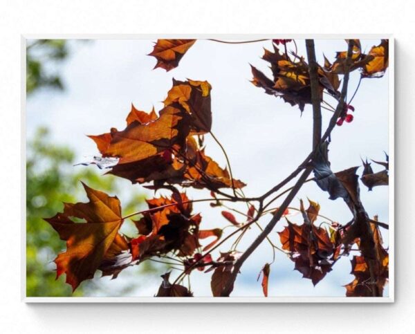Autumn Leaves - Lake Jubilee- Framed Print