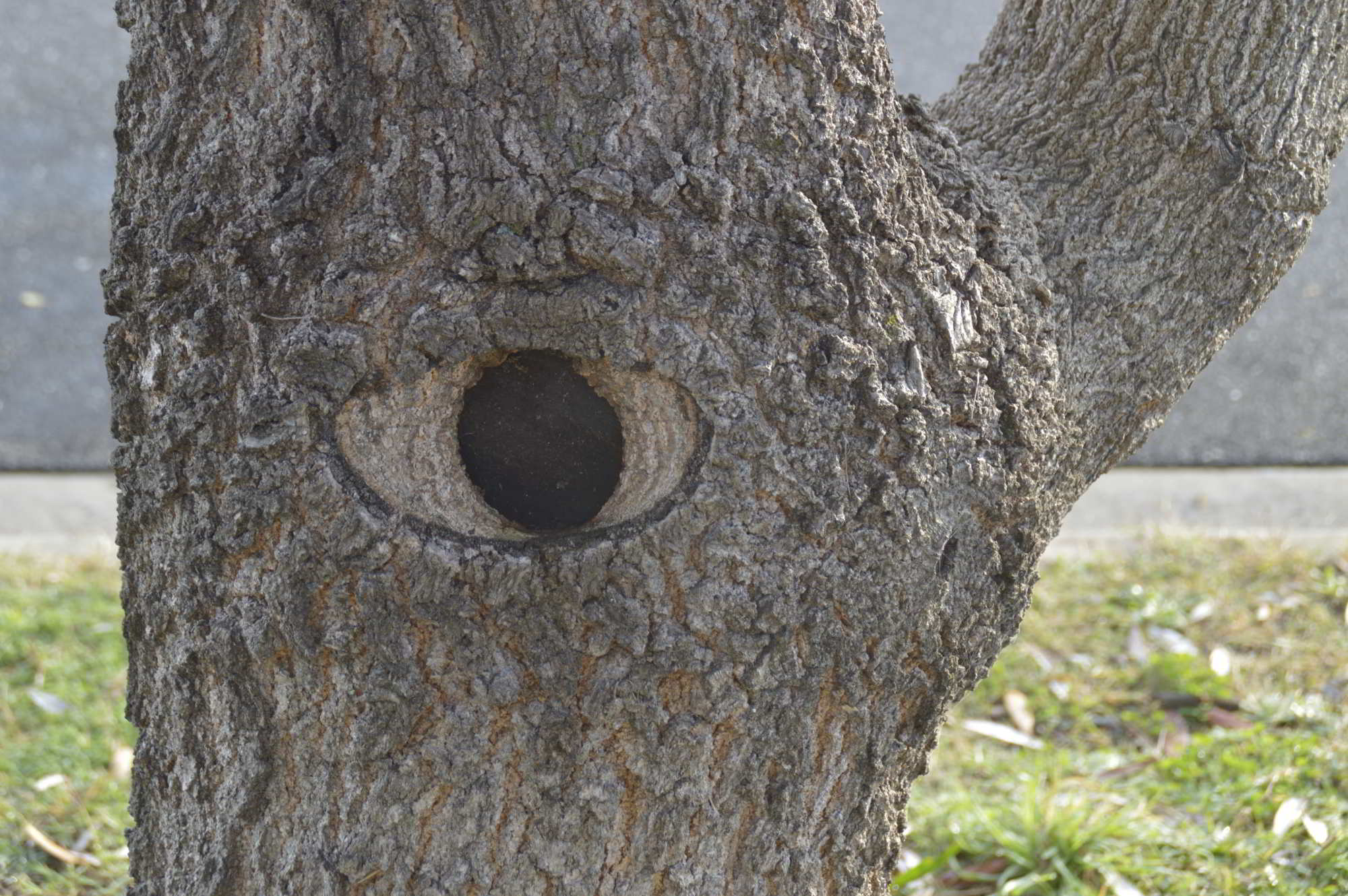 Eye Tree you looking at me ?