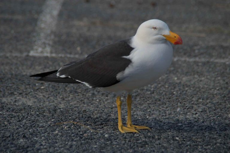 The Majestic Pacific Gull