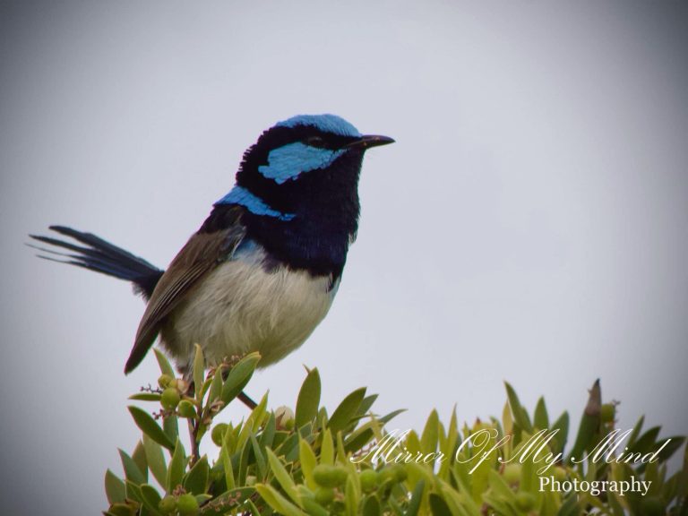 Encounter with the Superb Fairywren