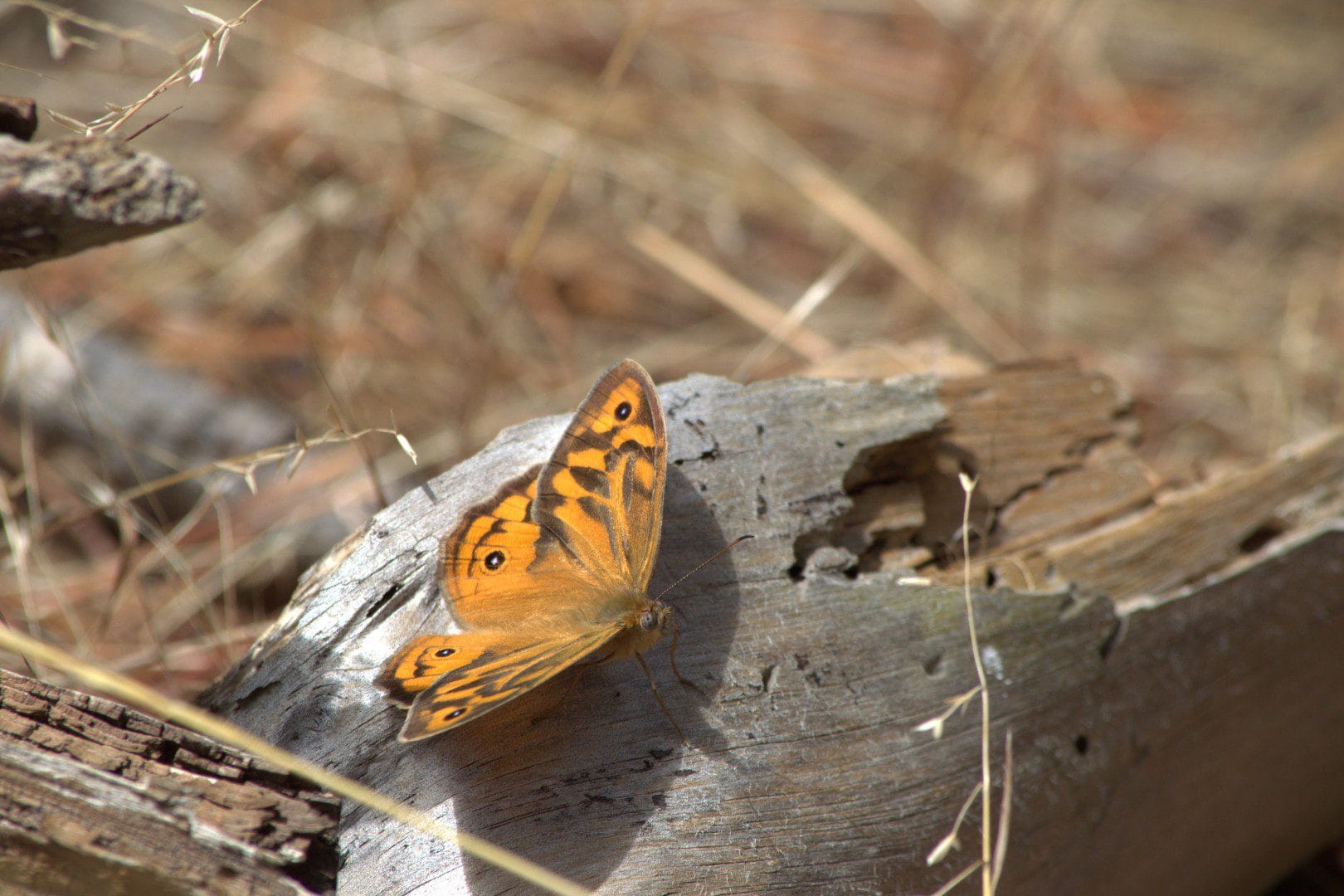 Macro photograph of a Common Brown Butterfly (Heteronympha merope) captured in natural light at Myponga Reservoir, SA. The image highlights intricate wing details against a rustic, sun-dried log background—ideal for nature and mindfulness-themed art.