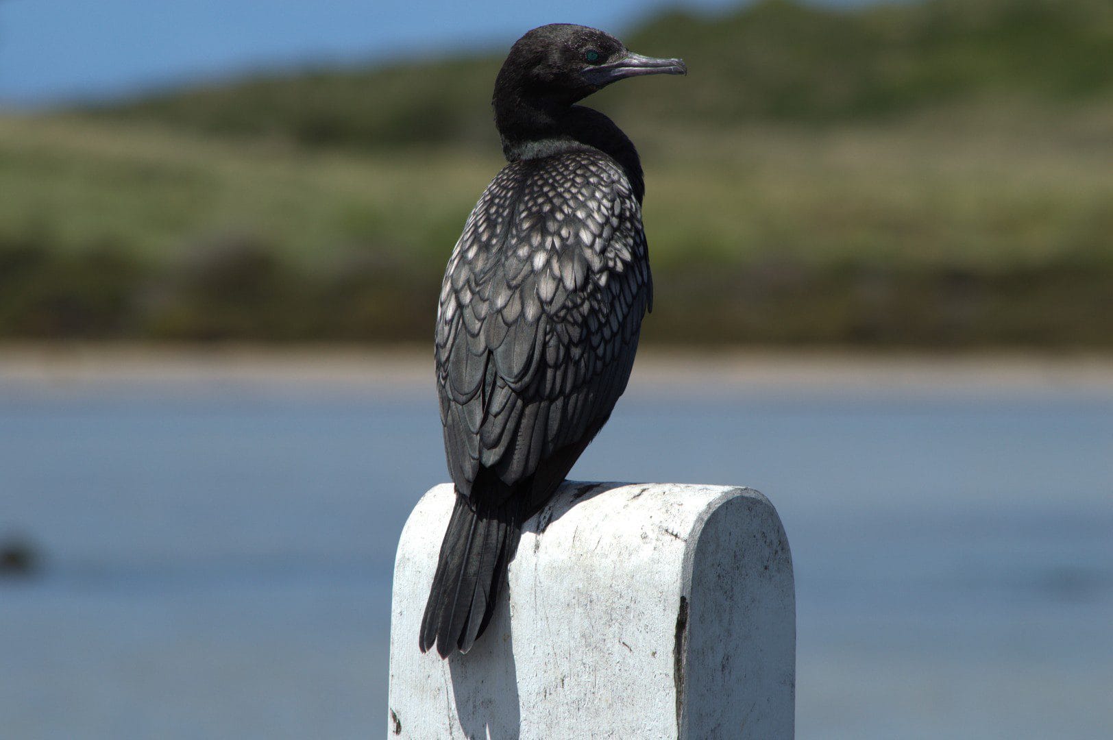 Little Black Cormorant perched on a white bollard at Port Fairy, Victoria. A moment of poise and calm in coastal Australia.
