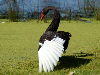 Black Swan stretching its white-tipped wings while standing among green waterweed at Lake Lorne.