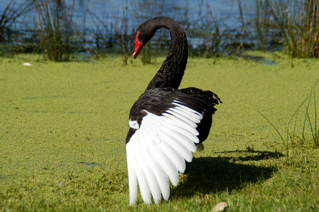 Black Swan stretching its white-tipped wings while standing among green waterweed at Lake Lorne.