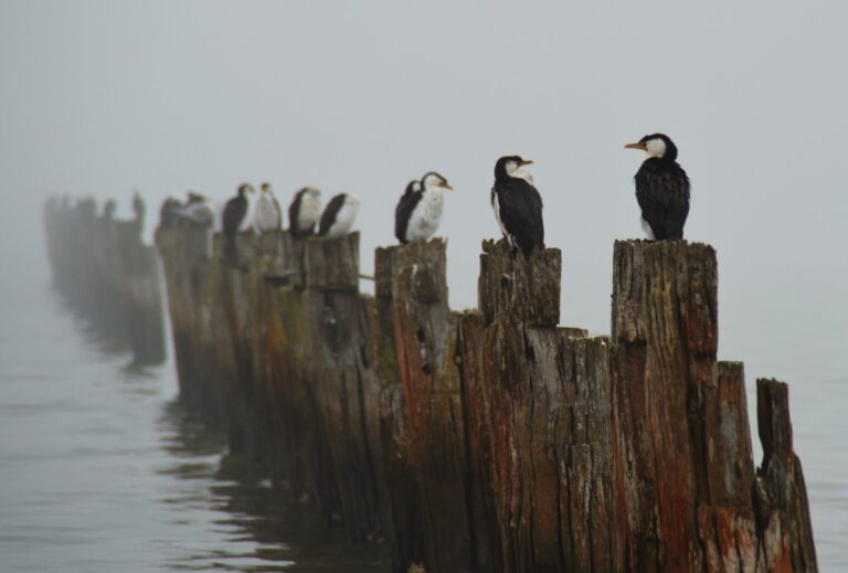 A line of cormorants perched along old wooden jetty pylons fading into misty water at Clifton Springs on Port Phillip Bay.
