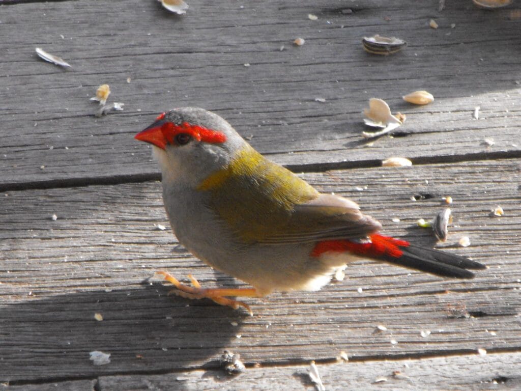 Red-browed Finch at Wallagoot, NSW, Australia – small bird with red brow and tail