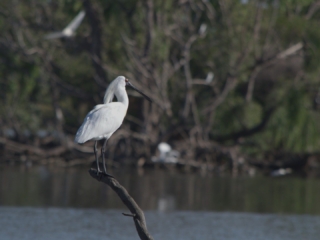 Royal Spoonbill (Platalea regia) with white plumage and distinctive spoon-shaped black bill, standing on a curved branch above the calm waters of Lake Lorne, with a forested background.