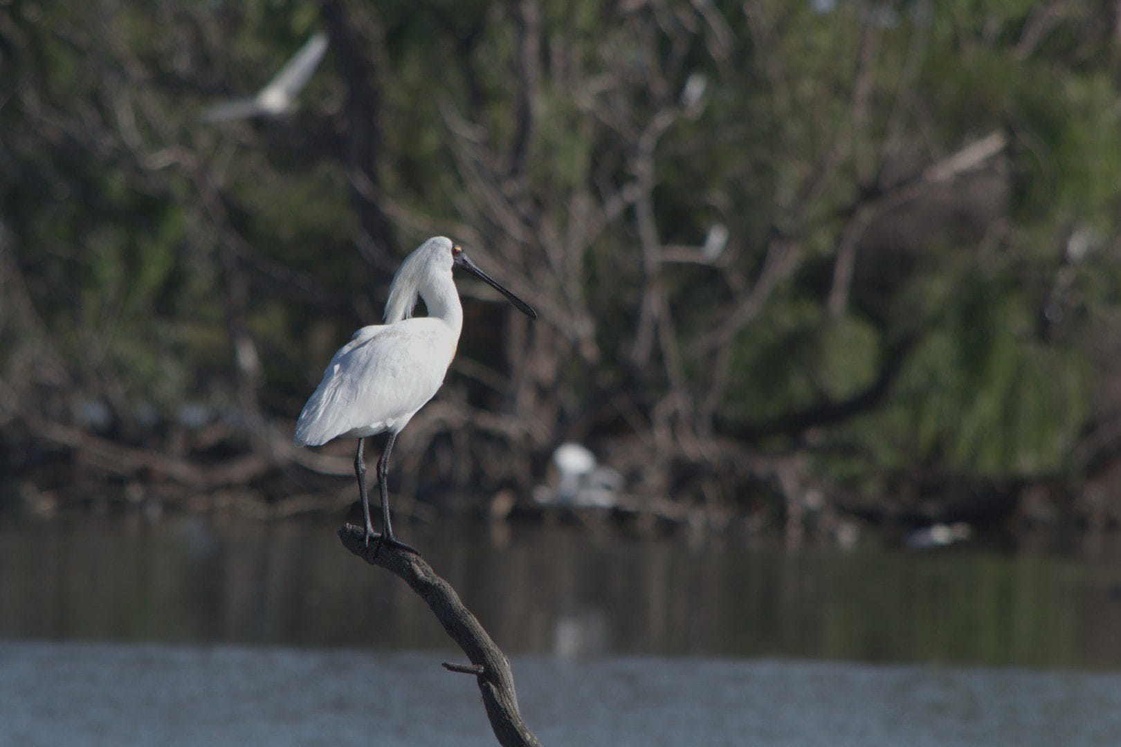 Royal Spoonbill (Platalea regia) with white plumage and distinctive spoon-shaped black bill, standing on a curved branch above the calm waters of Lake Lorne, with a forested background.