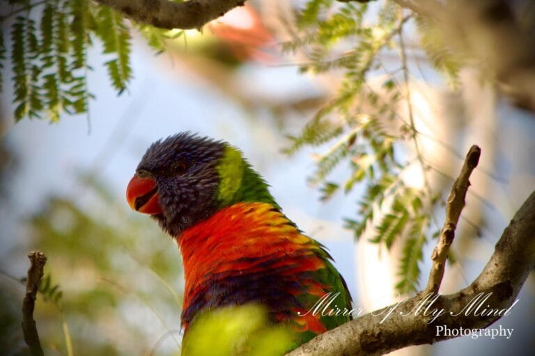 Rainbow Lorikeet at Raymond Island, Victoria, Australia – colourful parrot in tree branches