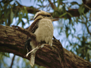 Kookaburra perched on a gum tree branch at Numerella, feathers fluffed against the cool air.