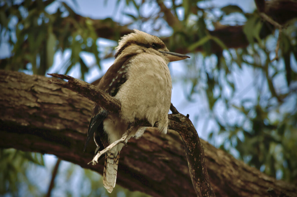 Kookaburra perched on a gum tree branch at Numerella, feathers fluffed against the cool air.