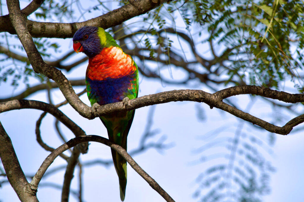 Rainbow Lorikeet perched on a tree branch at Raymond Island, Australia, showing its vibrant red, blue, green, and yellow plumage