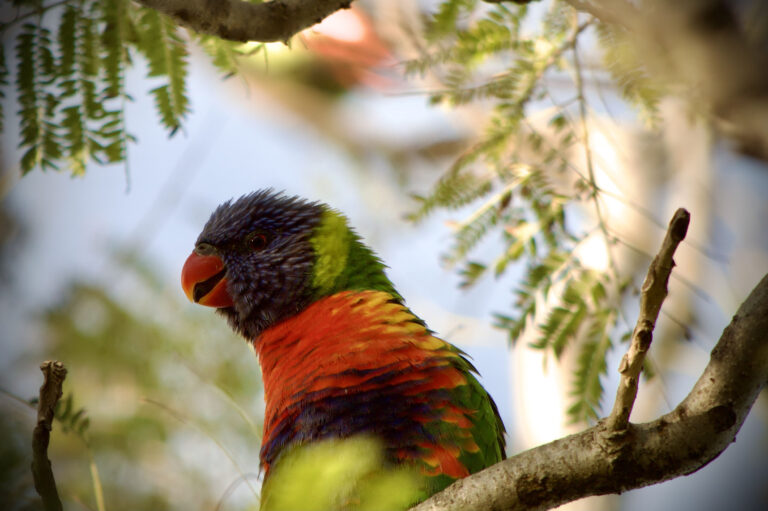 Rainbow Lorikeet perched on a tree branch, showing vibrant red, green, and blue feathers with soft background foliage."