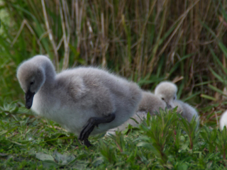 Young swan cygnet stepping through grass at Lake Lorne, with fluffy down feathers and siblings in the background