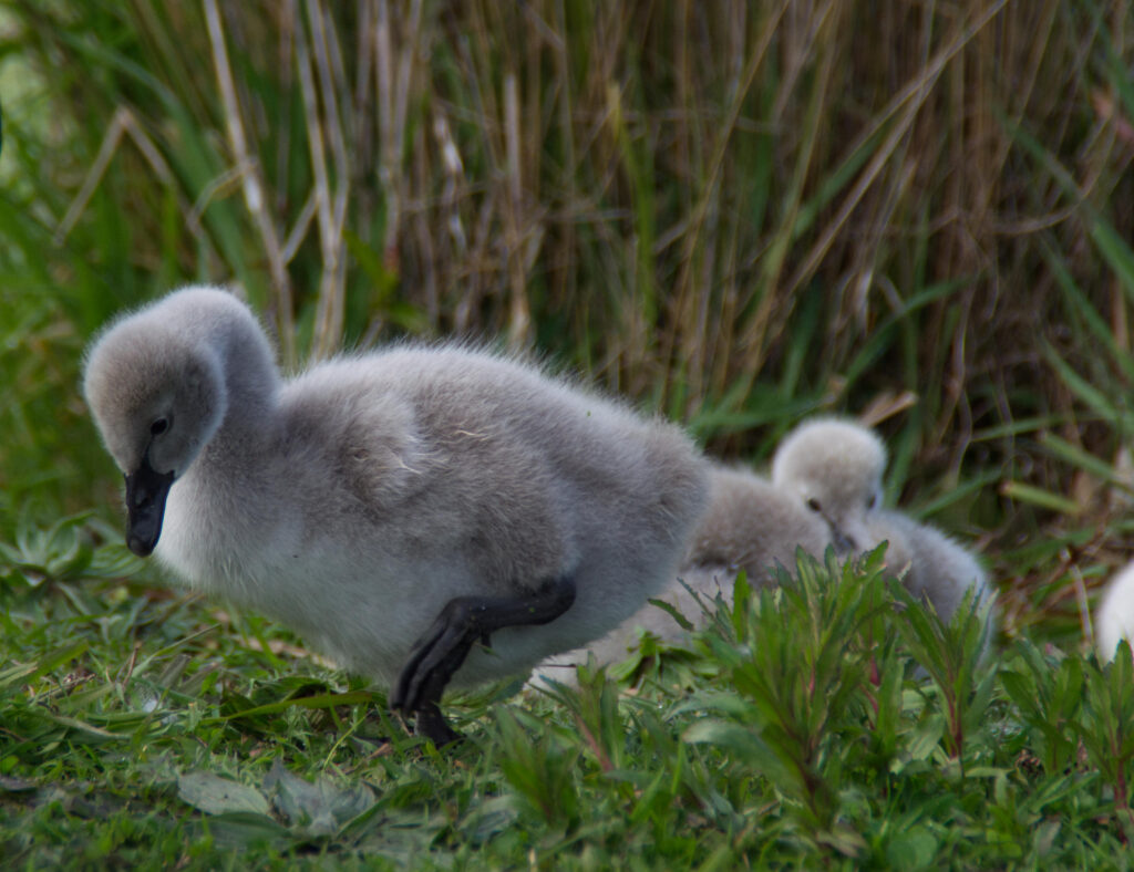 Young swan cygnet stepping through grass at Lake Lorne, with fluffy down feathers and siblings in the background