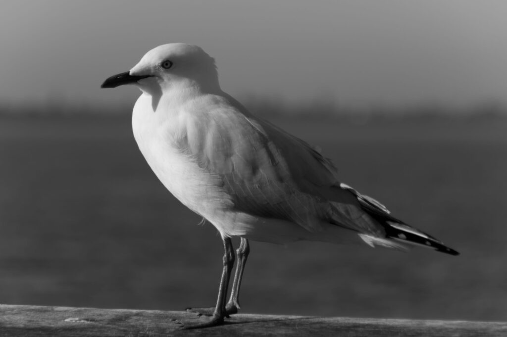 Black and white photo of a seagull standing on a wooden rail by the water