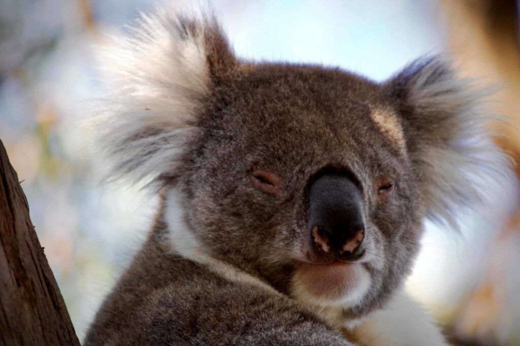 Close-up of a sleepy koala resting against a tree on Raymond Island, with soft fur and half-closed eyes.