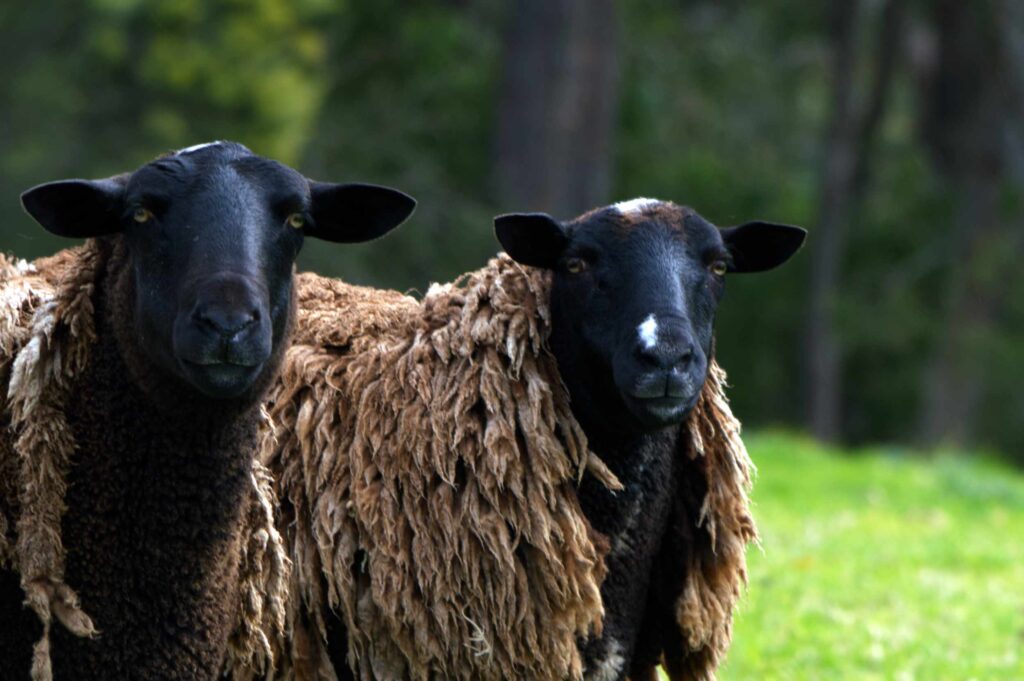 Two dark-faced sheep with thick, textured brown wool standing side by side in a green pasture, looking directly at the camera.