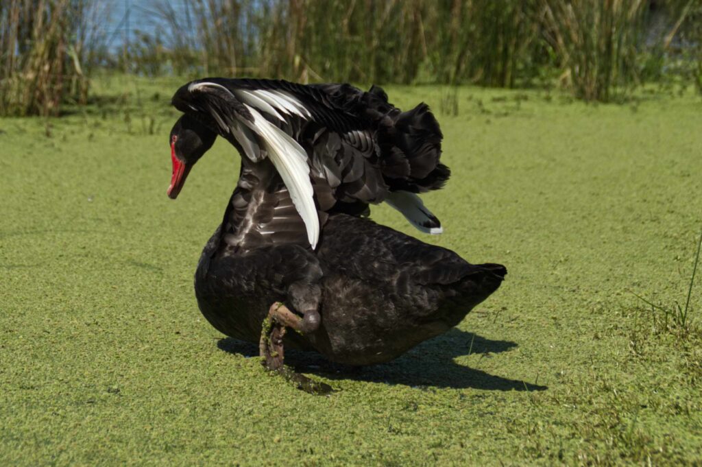 A black swan stretches its wings over green duckweed at Lake Lorne, showing bright white feathers and red beak in soft sunlight.