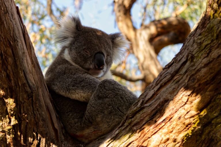 A koala peacefully resting in the fork of a eucalyptus tree, bathed in warm sunlight against a soft blue sky.