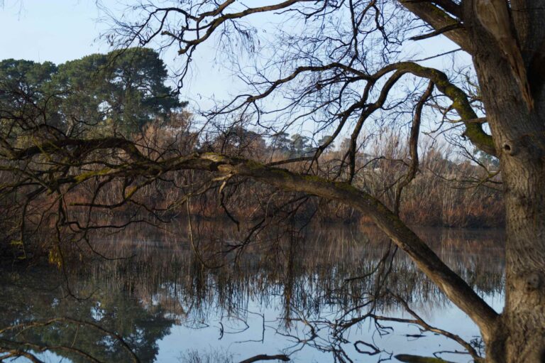 Winter branches stretch across still water at McLeods Waterholes Reserve, with soft reflections creating a tranquil scene.