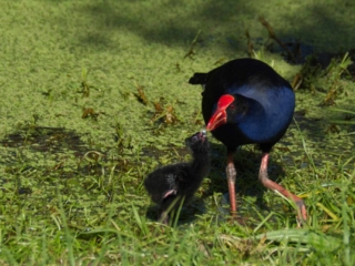 A purple swamphen bends down to feed its downy black chick among green duckweed at Lake Lorne, Victoria, in soft natural light.