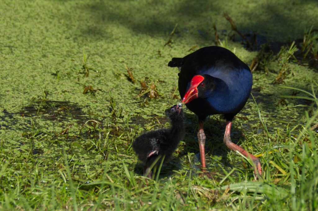 A purple swamphen bends down to feed its downy black chick among green duckweed at Lake Lorne, Victoria, in soft natural light.