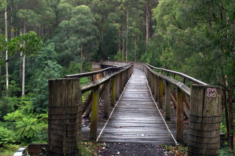 Historic timber trestle bridge leading into a lush green eucalyptus forest after rain.