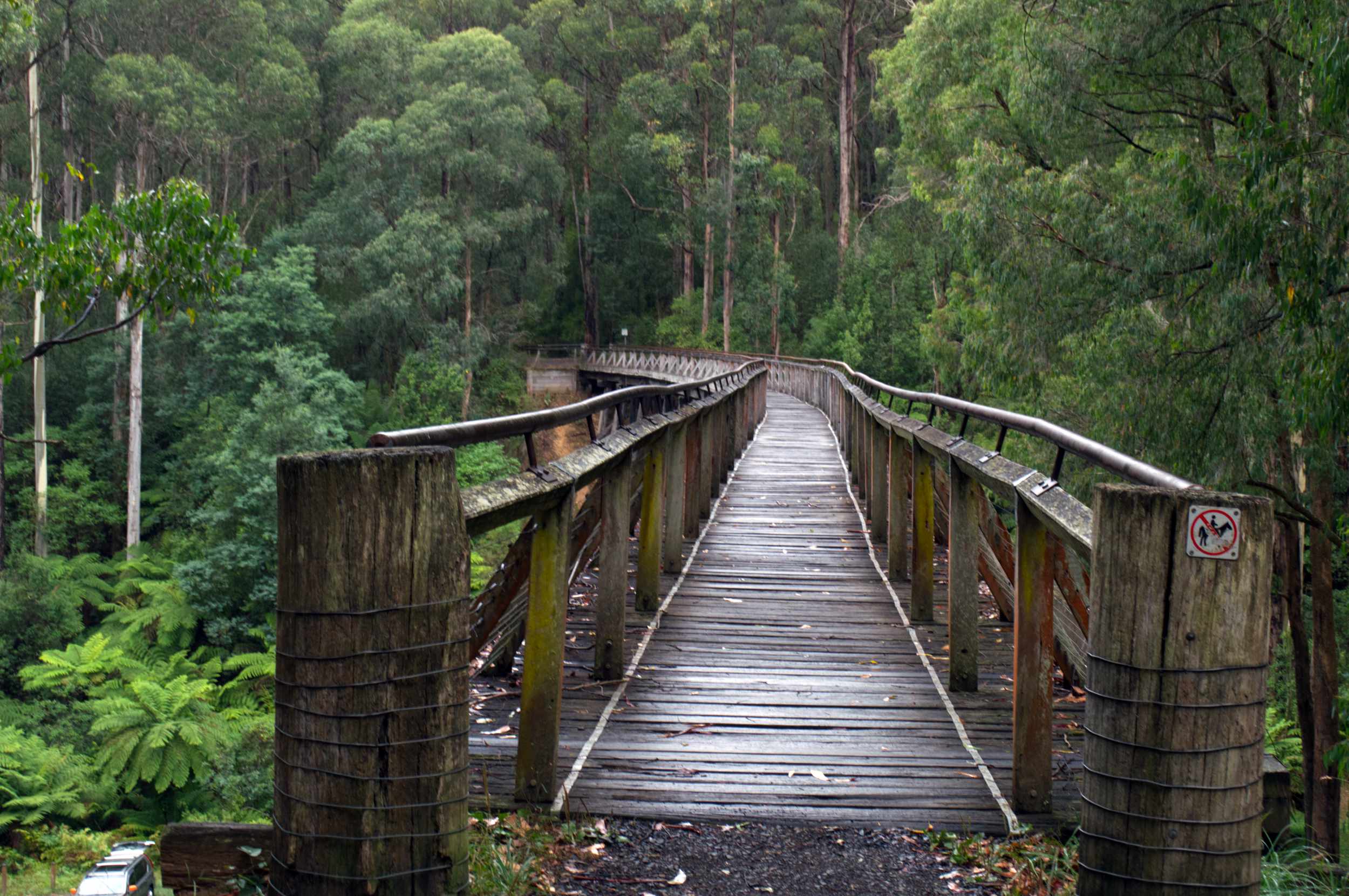 Historic timber trestle bridge leading into a lush green eucalyptus forest after rain.