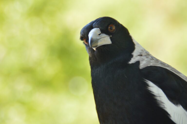 A close-up of an Australian magpie looking toward the camera, set against a soft green bokeh background.