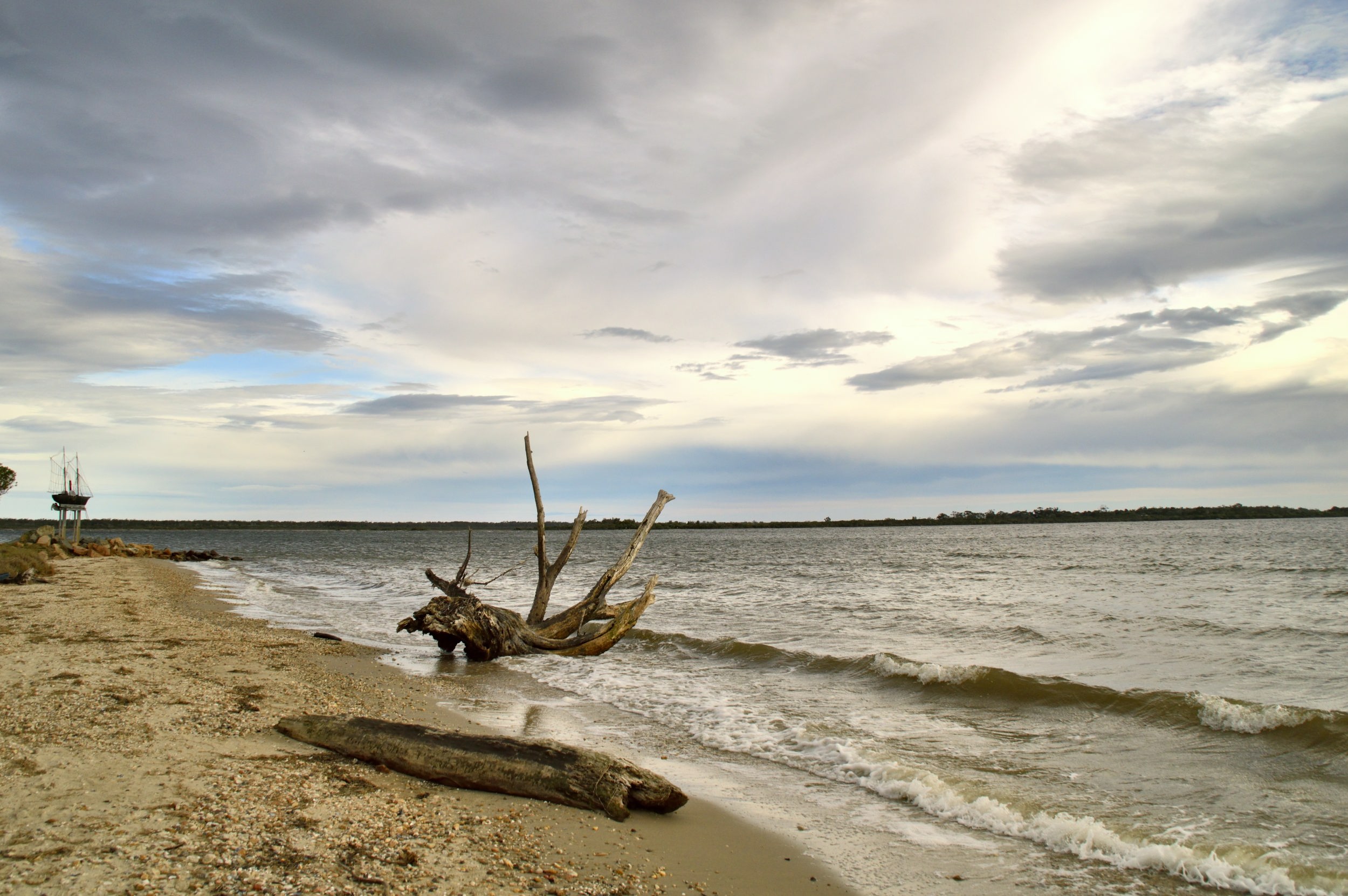 A washed-up driftwood tree resting on the shoreline at Metung as gentle waves roll in under soft, layered clouds.