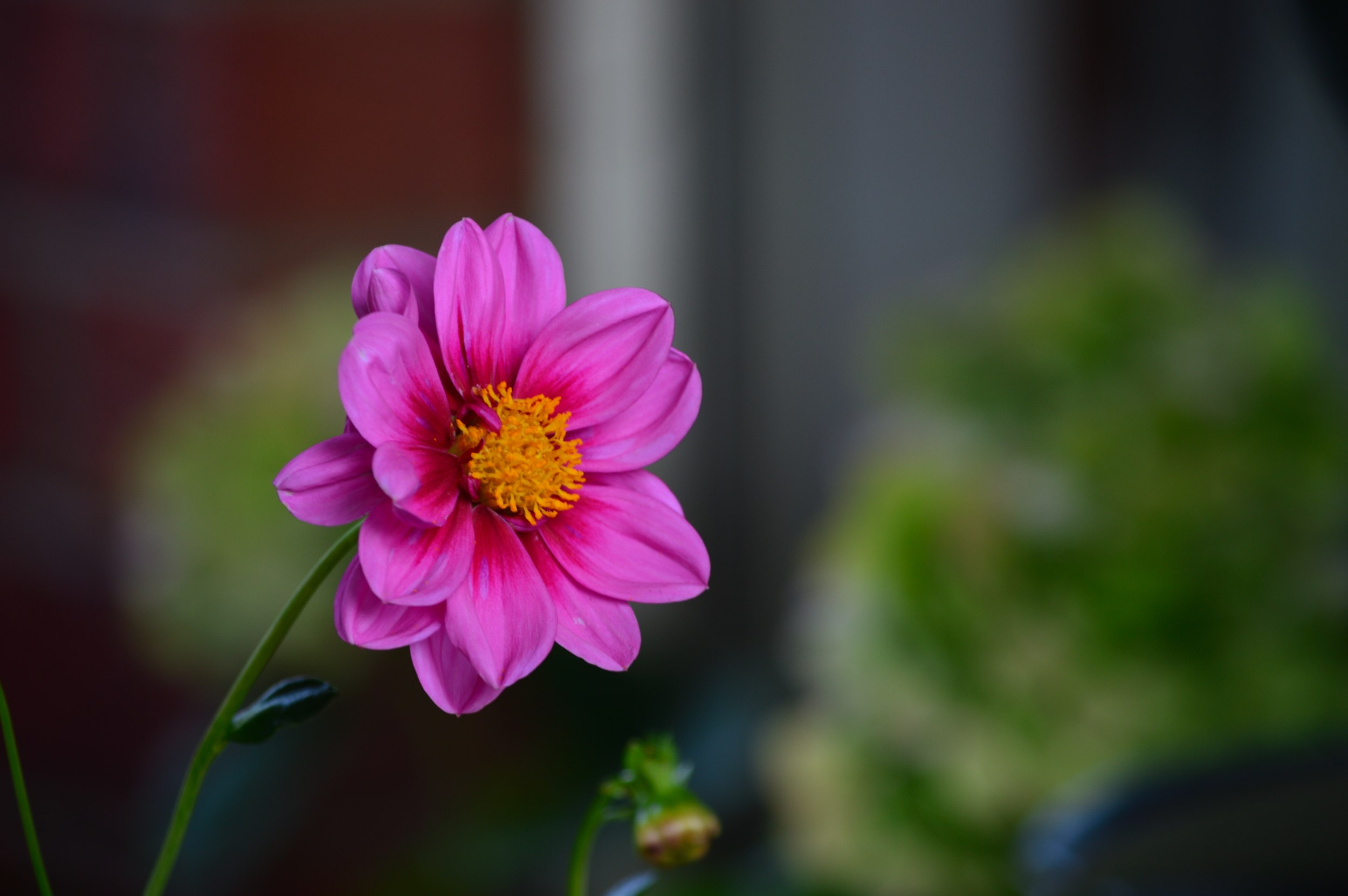 A bright pink dahlia in bloom with a golden centre, standing against a soft blurred background that draws attention to its colour and delicate petals.
