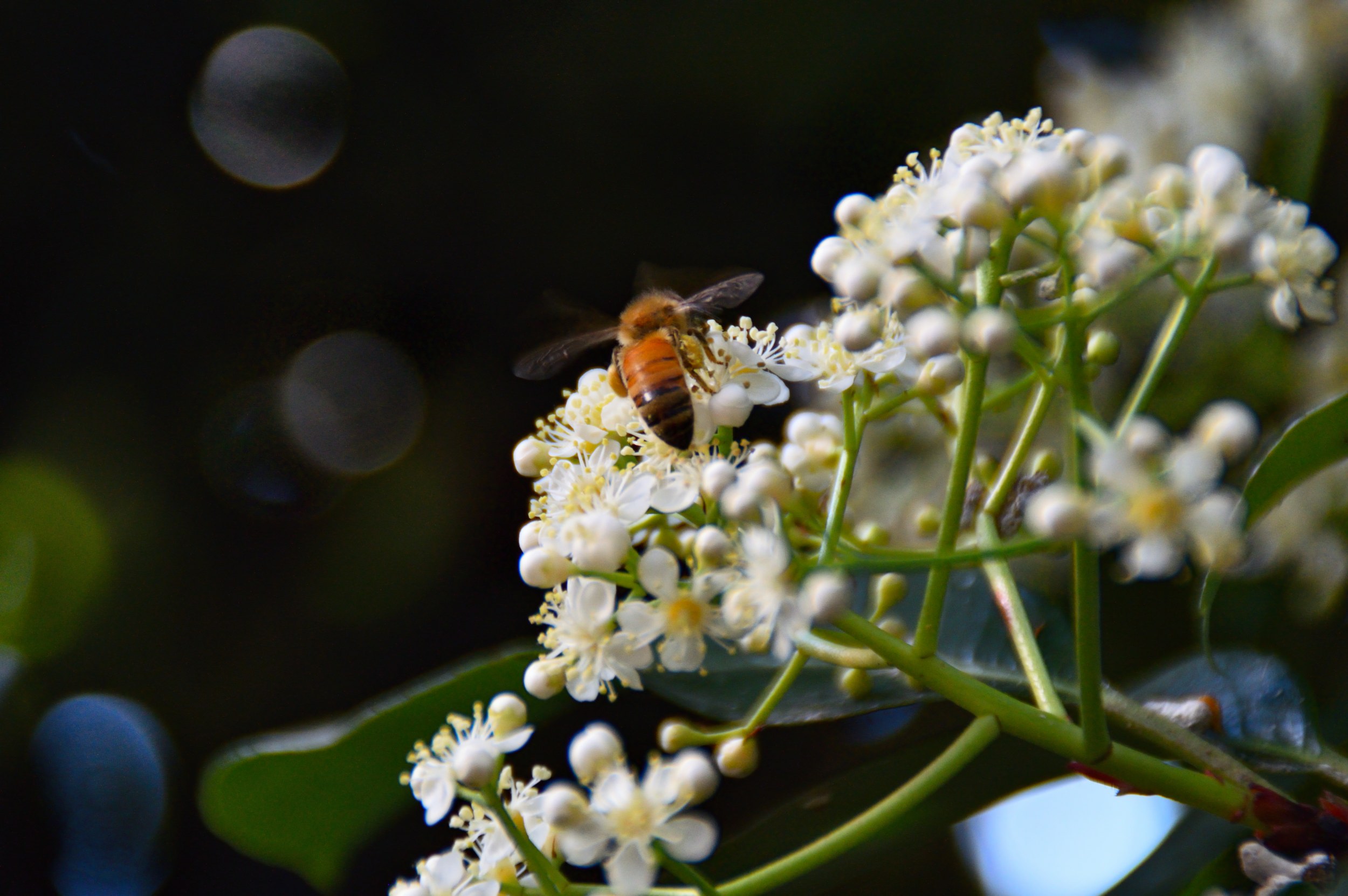 A honeybee collecting pollen from small white blossoms, surrounded by soft bokeh and gentle spring light.