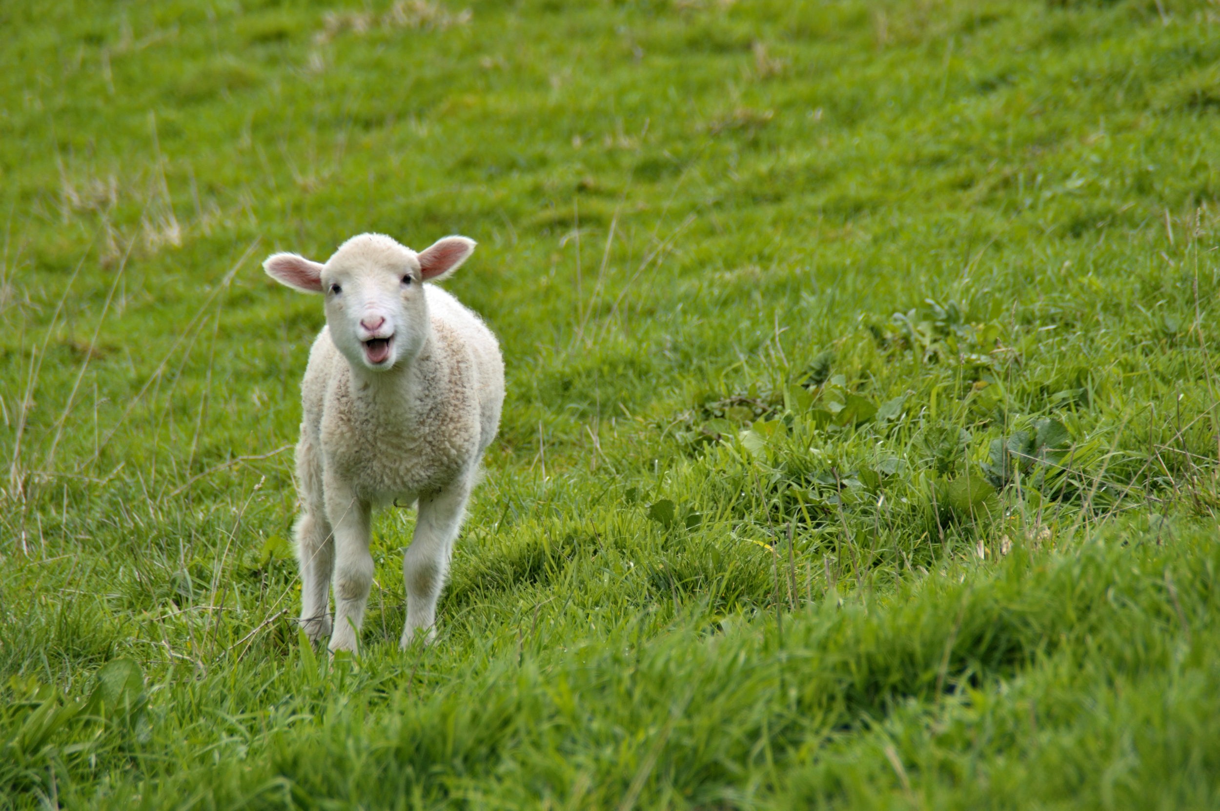 A young lamb standing in a lush green paddock at Maple Ridge Cottages in Victoria, looking toward the viewer with a soft, playful expression.