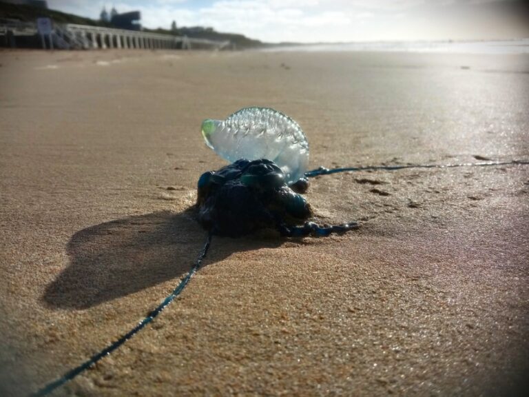 When the Ocean Leaves a Reminder