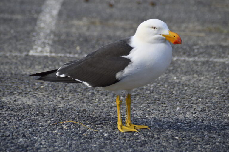 Pacific gull standing calmly on gravel, with white chest, dark wings, and bright orange beak, captured in natural light and a relaxed, attentive posture.