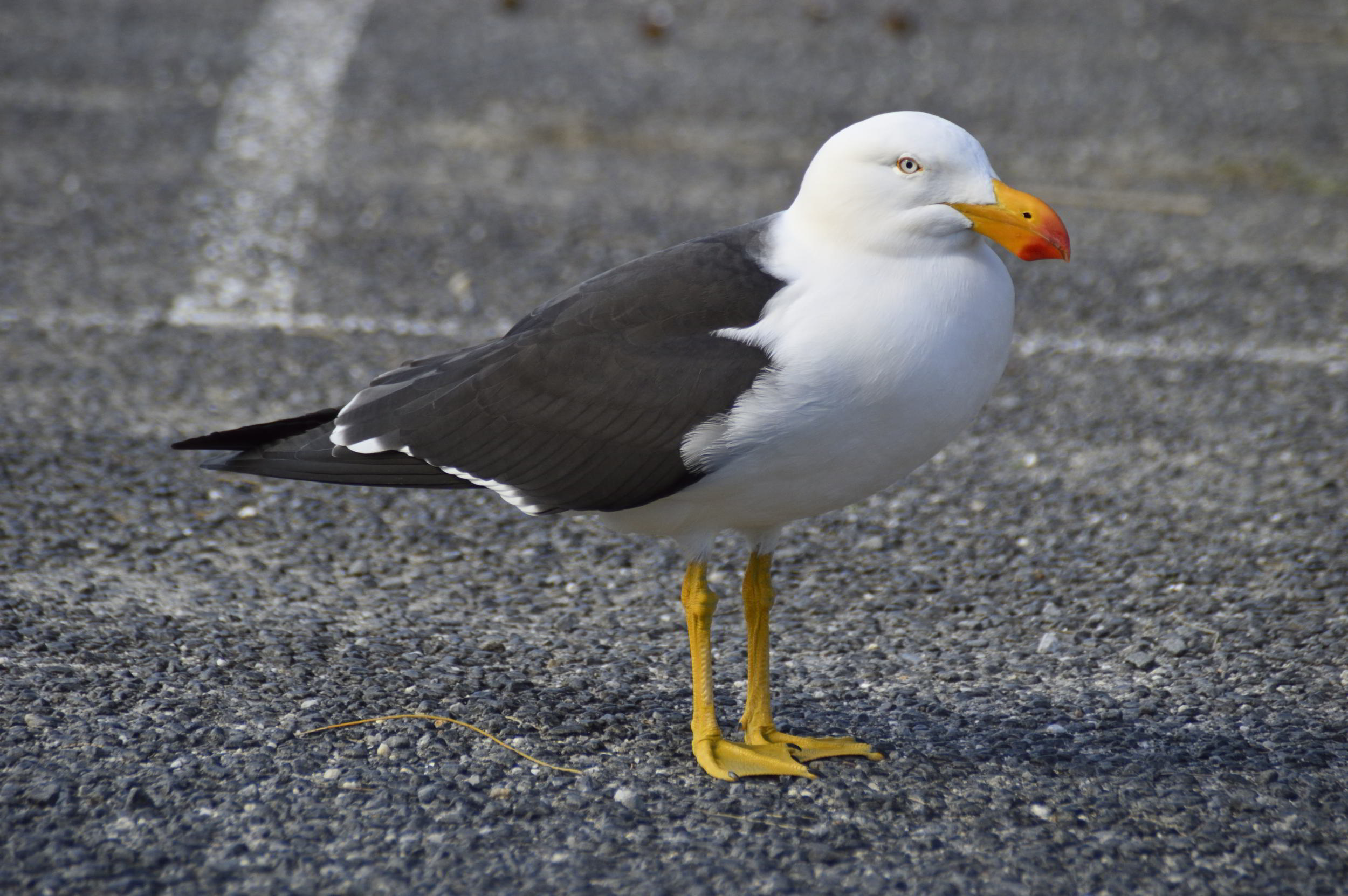 Pacific gull standing calmly on gravel, with white chest, dark wings, and bright orange beak, captured in natural light and a relaxed, attentive posture.